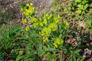 Euphorbia amygdaloides (7)_LR